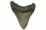 Fossil Megalodon Tooth - North Carolina #351756-1